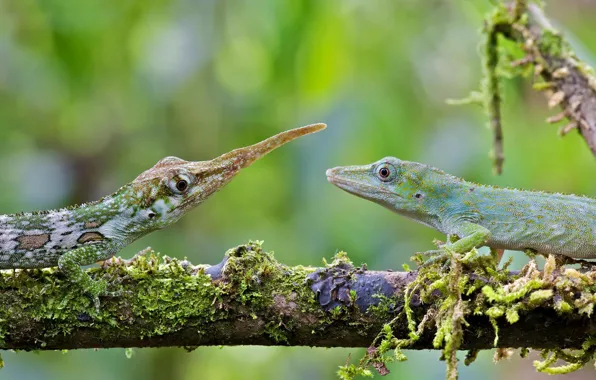 Ящерица, самка, самец, Эквадор, анолис