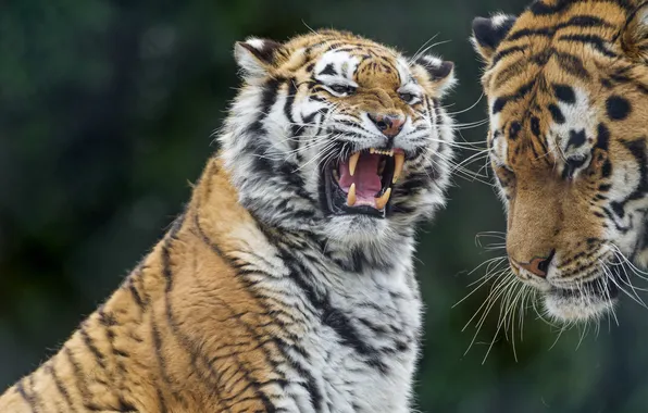 Кошка, тигр, пасть, оскал, злой, амурский, ©Tambako The Jaguar