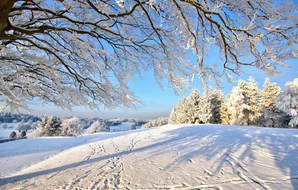 Зима, лес, снег, ветки, дерево
