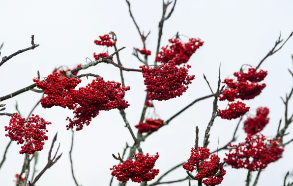 Berries, branches, cloudy