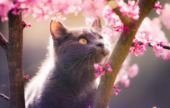 Кошка, кот, взгляд, свет, цветы, ветки, природа, поза