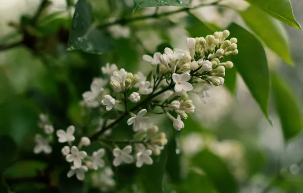 Листья, цветы, белая, цветение, сирень