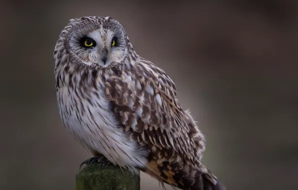 Animals, nature, birds, one animal, brown and white owl figurine
