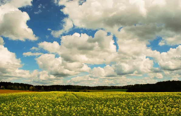 Картинка поле, небо, облака, деревья, цветы, весна, май, Nature