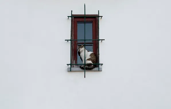 Картинка кошка, окно, решётка