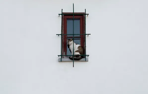 Кошка, окно, решётка