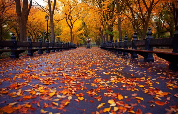 Осень, листья, деревья, скамейка, природа, парк, Нью-Йорк, аллея