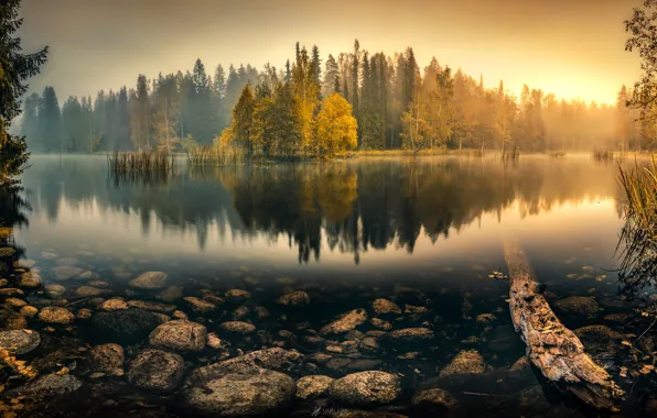 Картинка осень, лес, вода, деревья, туман, озеро, отражение, камыши