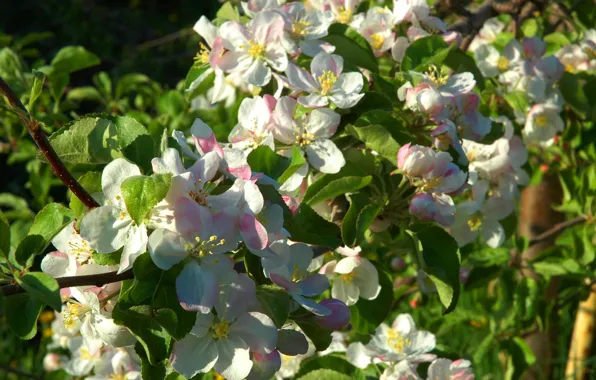 Макро, весна, яблоня, цветение, Spring, Flowering trees, Malus