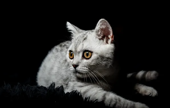Кошка, глаза, взгляд, поза, котенок, серый, портрет, ворс