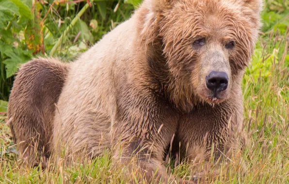 Картинка predator, mammal, kodiak brown bear, brown bear on green field
