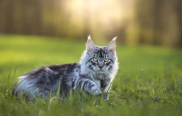 Кошка, кот, взгляд, поза, мордашка