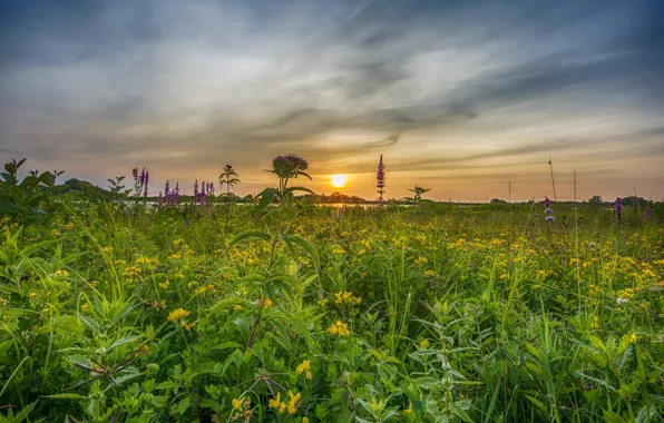 Зелень, лето, небо, трава, солнце, цветы, река, рассвет