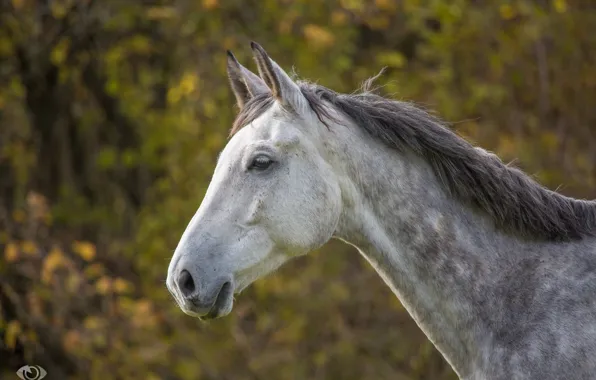 Морда, серый, конь, лошадь, грива, профиль, (с) OliverSeitz