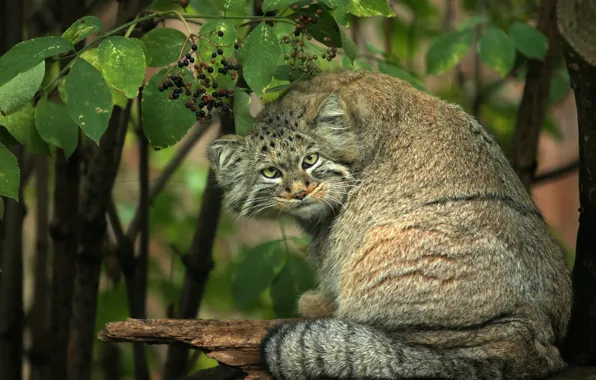 Кот, взгляд, морда, листья, ветки, поза, ягоды, листва