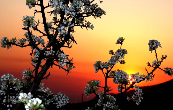 Картинка небо, закат, цветы, дерево, сад