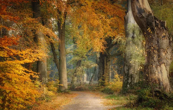 Картинка осень, природа, парк