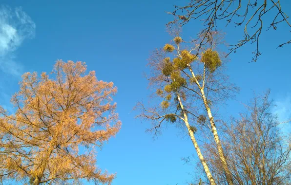Sky, trees, blue, autumn, clouds, branches, november