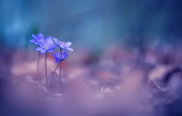 Цветы, весна, фиалки