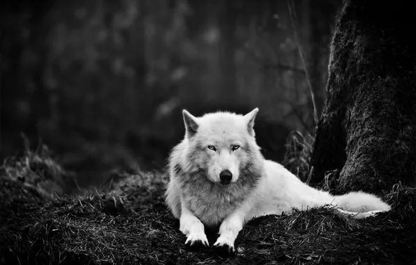 Картинка лес, белый, глаза, темнота, животное, волк