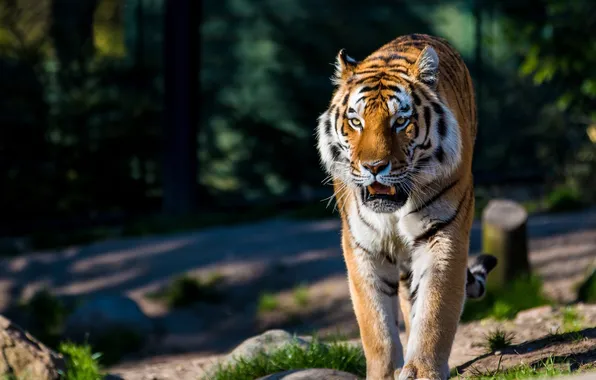 Картинка хищник, дикая кошка, амурский тигр