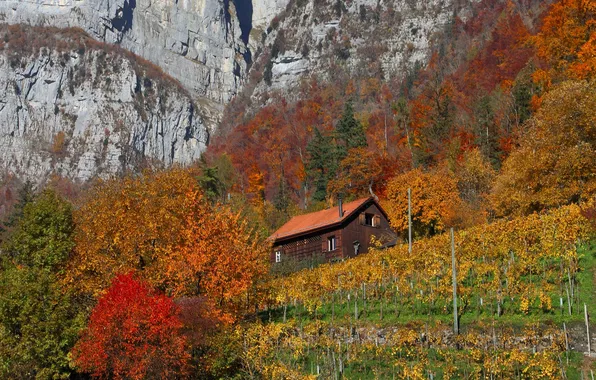 Картинка осень, деревья, горы, дом, скалы, склон, виноградник