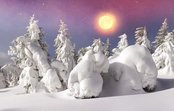 Зима, лес, солнце, снег, елка, nature, winter, snow