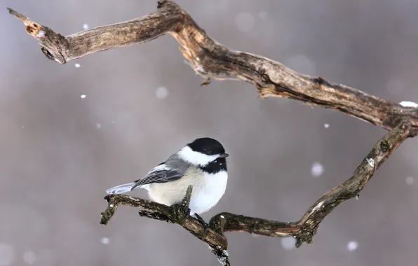 Снег, птица, ветка, bird, branch, snowing