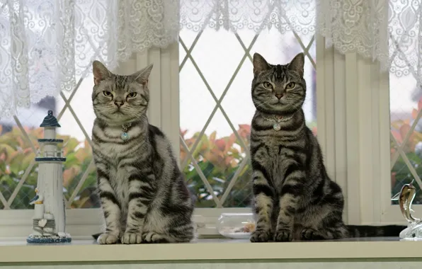 Кошка, кот, взгляд, стекло, листья, кошки, дом, коты