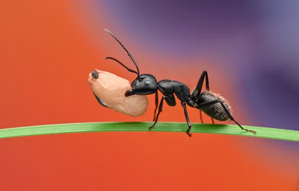 Муравей, травинка, боке, личинка, Ant, Ganev Tsvetan