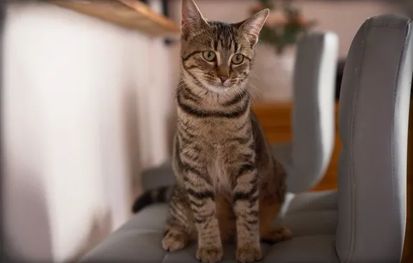 Кошка, кот, взгляд, поза, серый, кресла, сиденья, мордашка