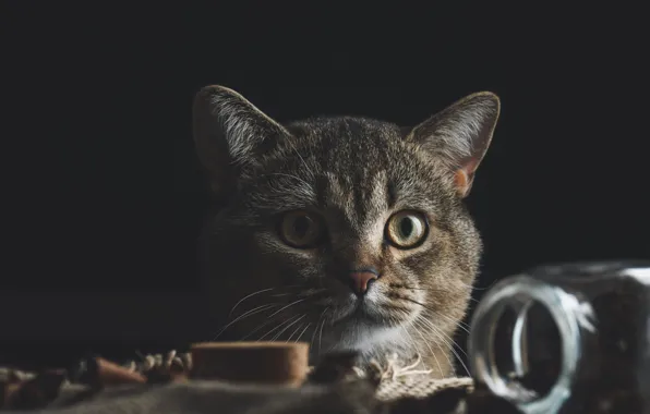 Кошка, кот, взгляд, поза, стол, серый, портрет, банка