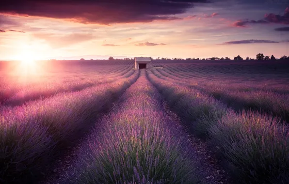 Landscape, Sunset, Provence, Lavande