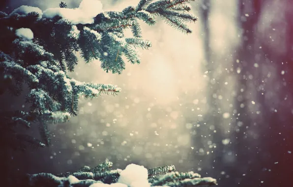 Зима, лес, снег, деревья, ветви, Природа, погода, wallpapers