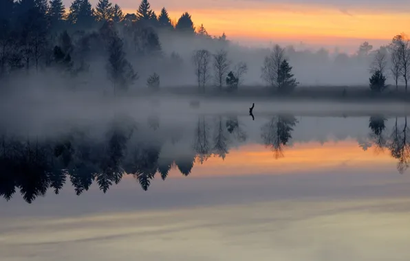 Лес, природа, река, утро