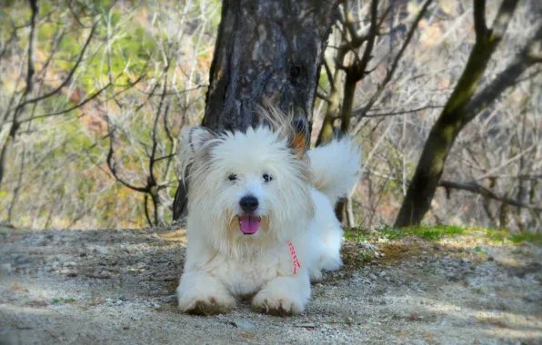 Картинка Собачка, Dog, Вест-хайленд-уайт-терьер