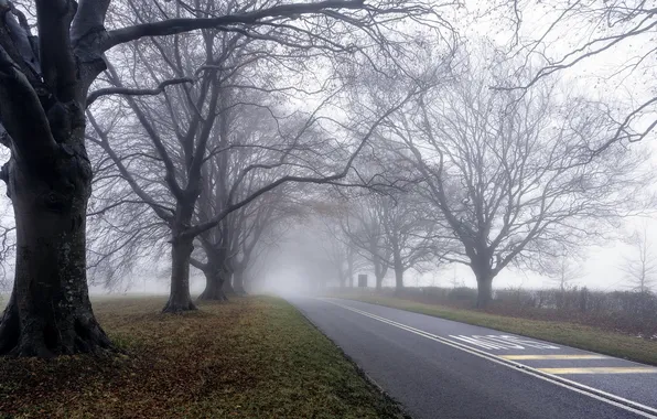 Картинка дорога, деревья, пейзаж, туман, утро