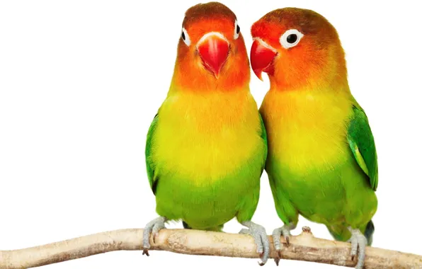 Картинка colorful, попугай, парочка, two, попугайчики, неразлучники, parakeets, lovebirds