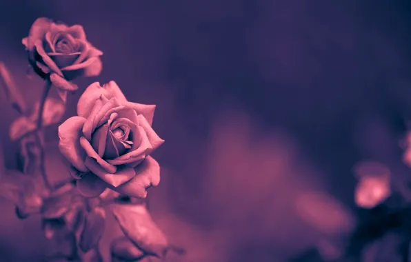 Цветы, фон, розы