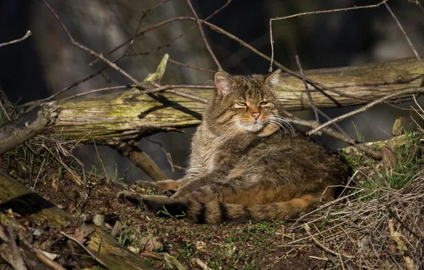 Кот, ветки, природа, лежит, бревно, лесной кот, дикий кот
