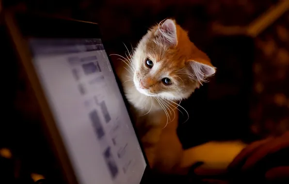 Картинка котенок, монитор, смотрит