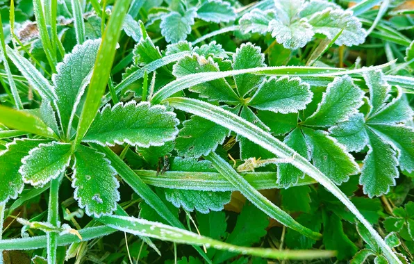 Иней, трава, листья, grass, leaves, frost, осень 2024