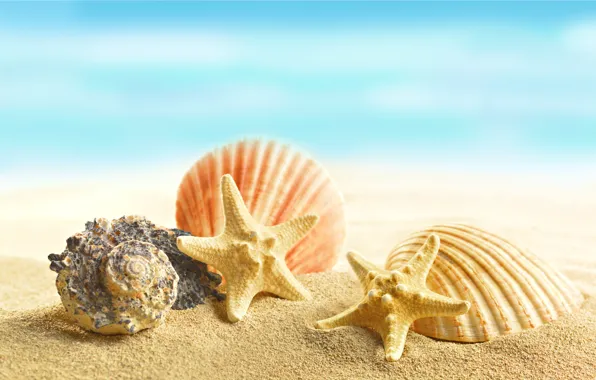 Картинка песок, пляж, ракушки, beach, sand, marine, seashells, starfishes