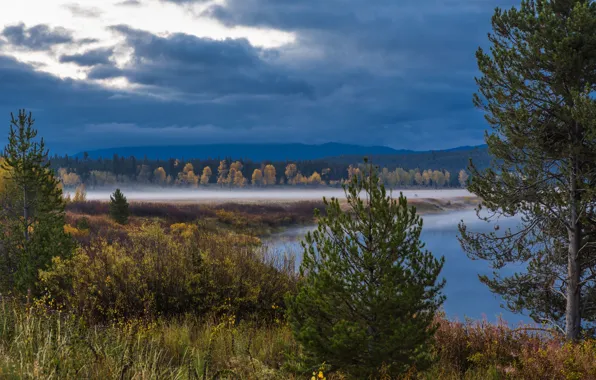 Картинка лес, деревья, тучи, туман, озеро, США, Wyoming, кусты