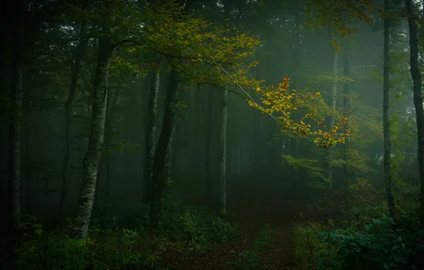 Картинка туман, деревья, тропинка, листва, осень, полумрак, ветки, дорожка