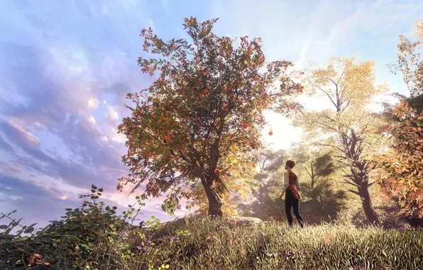 Яблоня, A Plague Tale Innocence, Amicia de Rune