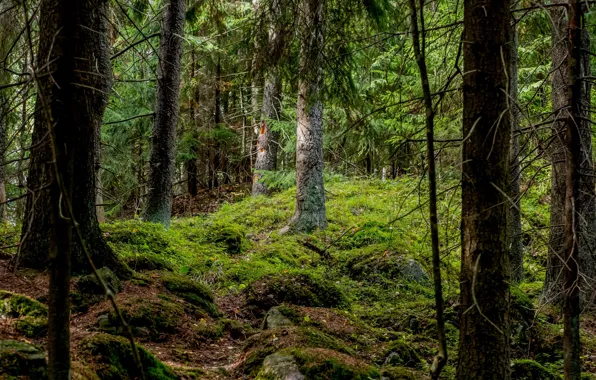 Картинка лес, деревья, мох