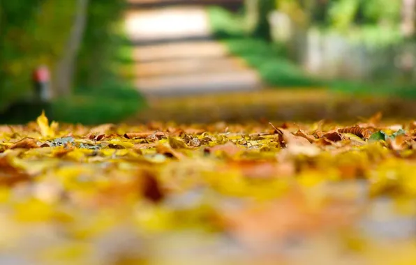 Картинка осень, листья, макро, фон, земля, widescreen, обои, желтые листья