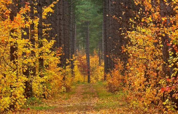 Дорога, осень, лес, листья, деревья, пейзаж, просека