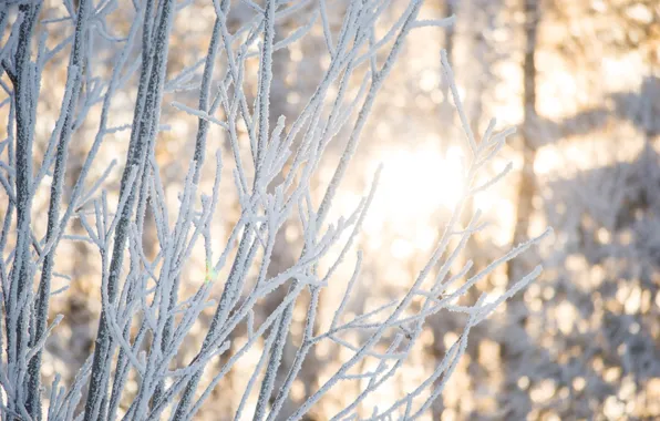 Зима, лес, свет, снег, деревья, ветки, природа, Солнце